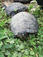 Gelbwangen-Schmuckschildkröten im NaturOparc in Hunawir, FR (4.8.20)