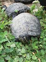 Gelbwangen-Schmuckschildkrten im NaturOparc in Hunawir, FR (4.8.20)