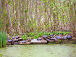 Mehrere Sumpfschildkrten in Zeulenroda.