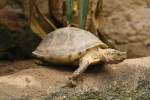 Amboina-Scharnierschildkrte (Cuora amboinensis) kurz vor dem Sprung ins Wasser.