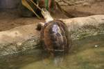 Eine Amboina-Scharnierschildkrte (Cuora amboinensis) beim mhsamen herausklettern aus dem Wasser.