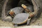 Gelbrand-Scharnierschildkrte (Cistoclemmys flavomarginata) im Tierpark Berlin.
