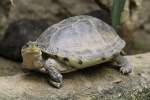 Amboina-Scharnierschildkrte (Cuora amboinensis) im Tierpark Berlin.