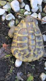 Eine Schildkrte im Garten am 2.3.2012.