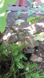 Griechische Landschildkröte (Testudo hermanni) versteckt sich am 30.6.2012 im Gebüsch im Garten, wo es schön kühl und schattig ist.