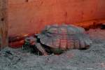 Spornschildkrte wrmt sich unter einer Rotlichtlampe auf der Schmetterlingsfarm in Trassenheide.