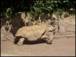 Landschildkrte in Erfurt.