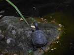 Eine Schildkrte wurde hier im Nrnberger Tierpark fotografiert, 29.07.2013.