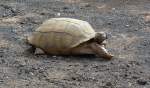 Spornschildkrte (Centrochelys sulcata) im Guinate Park, Lanzarote.