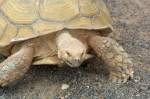 Spornschildkrte (Centrochelys sulcata) im Guinate Park, Lanzarote.