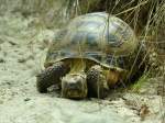 Steppen- oder Vierzehen-Schildkrte (Agrionemys horsfieldii).