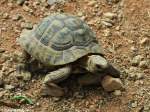 Maurische Landschildkrte (Testudo graeca) im Zoo Hluboka / Tschechien