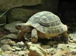 Griechische Landschildkrte (Testudo hermanni) im Zoo Hluboka / Tschechien.