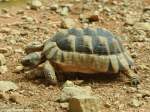 Breitrandschildkrte (Testudo marginata) im Zoo Hluboka / Tschechien.