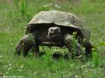 Spornschildkrte (Geochelone sulcata) im Tierpark Berlin.