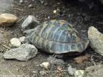 Bttgers Griechische Landschildkrte (Testudo hermanni boettgeri) im Zoo und Botanischen Garten Pilsen (Plzen, Juni 2015).