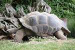 Aldabra-Riesenschildkrte (Aldabrachelys gigantea) am 25.7.2010 im Zoo Heildelberg.