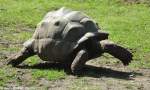 Aldabra-Riesenschildkrte (Geochelone gigantea) im Tierpark Berlin (August 2015).