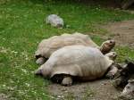 Walter Zoo Gossau/SG - Bewohner zwei Sporenschildkrten ..