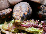 Heute gibt´s nur Salat für die Köhlerschildkröte