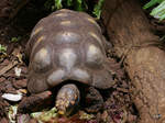 Eine Köhlerschildkröte