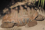 Eine Aldabra-Riesenschildkrte im Zoo Barcelona (Dezember 2011)  