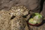 Eine Pantherschildkrte (Geochelone pardalis) macht sich ber einen Salatkopf her.