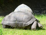 Aldabra-Riesenschildkröten im Zoo Duisburg.