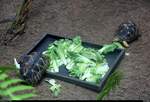 Zwei Strahlenschildkrten fressen Salat im Gondwanaland des Zoos Leipzig.