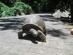 Eine Aldabra  (Seychellen) Riesenschildkrte ( Aldabrachelys gigantea ) mitten auf einer Strae auf der Insel La Digue im September 2015