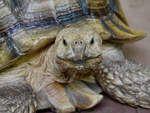 Eine Aldabra-Riesenschildkrte Anfang Mai 2012 im Terrazoo Rheinberg.