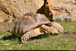 Die Spornschildkrten (Centrochelys sulcata) fhlen sich in ihrem neuen Allwetter-Gehege wohl.