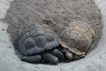 Geselliges beisammensein zwischen einer Spornschildkrte (Geochelone sulcata) rechts und einer Aldabra-Riesenschildkrten (Aldabrachelys gigantea) links.