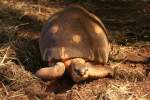 Madagassische Strahlenschildkrte (Asterochelys radiata) am 13.12.2009 im Tierpark Berlin.