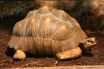 Madagassische Strahlenschildkrte (Asterochelys radiata) am 9.1.2010 im Tierpark Berlin.