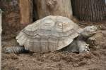 Spornschildkrte (Centrochelys sulcata) am 9.1.2010 im Riesenchildkrten-Haus im Tierpark Berlin.