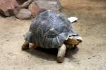 Strahlenschildkrte (Astrochelys radiata) am 12.3.2010 im Zooaquarium Berlin.