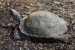 Braune Landschildkrte (Manouria emys) am 25.9.2010 im Toronto Zoo.