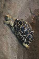 Birma-Sternschildkröte (Geochelone platynota) beim Versuch aus dem Wasser zu klettern.