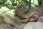 Glattrand-Gelenkschildkrte (Kinixys belliana) am 26.6.2010 im Leipziger Zoo.