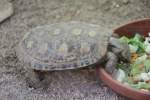 Spaltenschildkrte (Malacochersus tornieri) am 26.6.2010 im Leipziger Zoo.