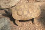 Spaltenschildkrte (Malacochersus tornieri) am 26.6.2010 im Leipziger Zoo.