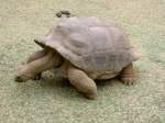 Eine Aldabra-Riesenschildkrte (Aldabrachelys gigantea) auf dem Weg zur Ftterung.