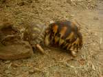 Zwei sich streitende Strahlenschildkrte (Astrochelys radiata).