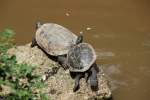 Rotwangen-Schmuckschildkrte (Trachemys scripta elegans) am 4.6.2010 im Vogelpark Wiesental.