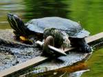 Eine Rotwangenschildkrte sonnt sich am 08.05.2012 an einem Teich hinter dem Aachener Klinikum.