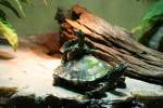 Zwei Zwerg-Hckerschildkrten oder auch Gelbtupfen-Hckerschildkrte (Graptemys flavimaculata) beim Sonnen.Stuttgart 30.3.2008.