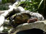 Sumpfschildkrte mit Futterbrocken am 20.07.2008