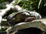 Supfschildkrte beim Essen am 20.07.2008