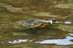 Gelbwangenschildkröte im Wassergraben der Hardtburg bei Euskirchen - 01.06.2014